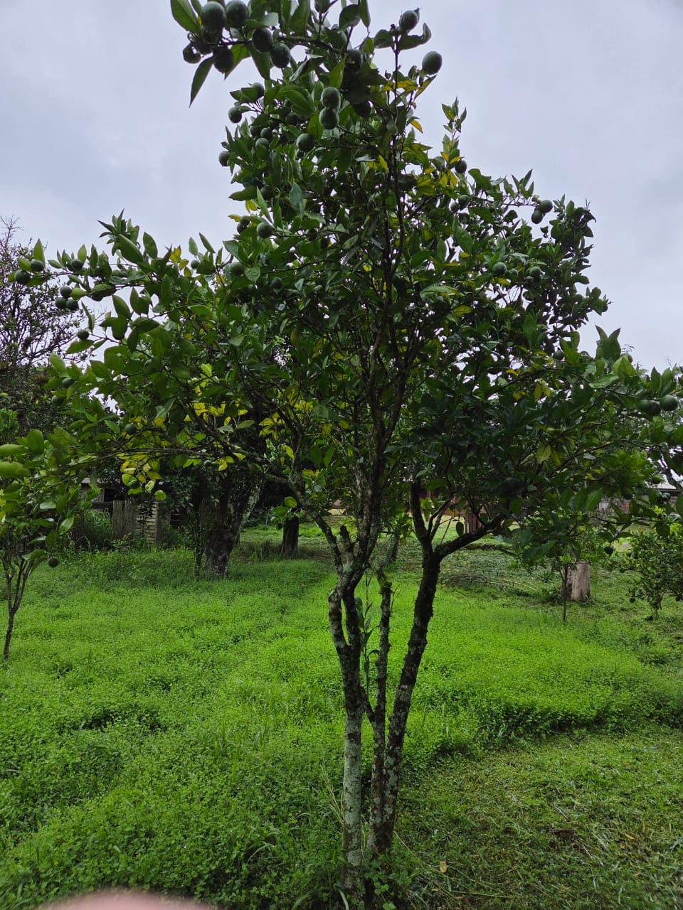 Sitio em Cerrito Alegre